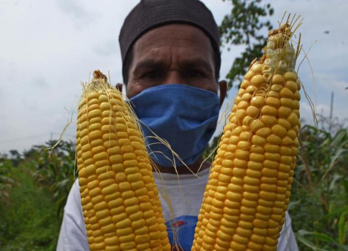 Harga jagung