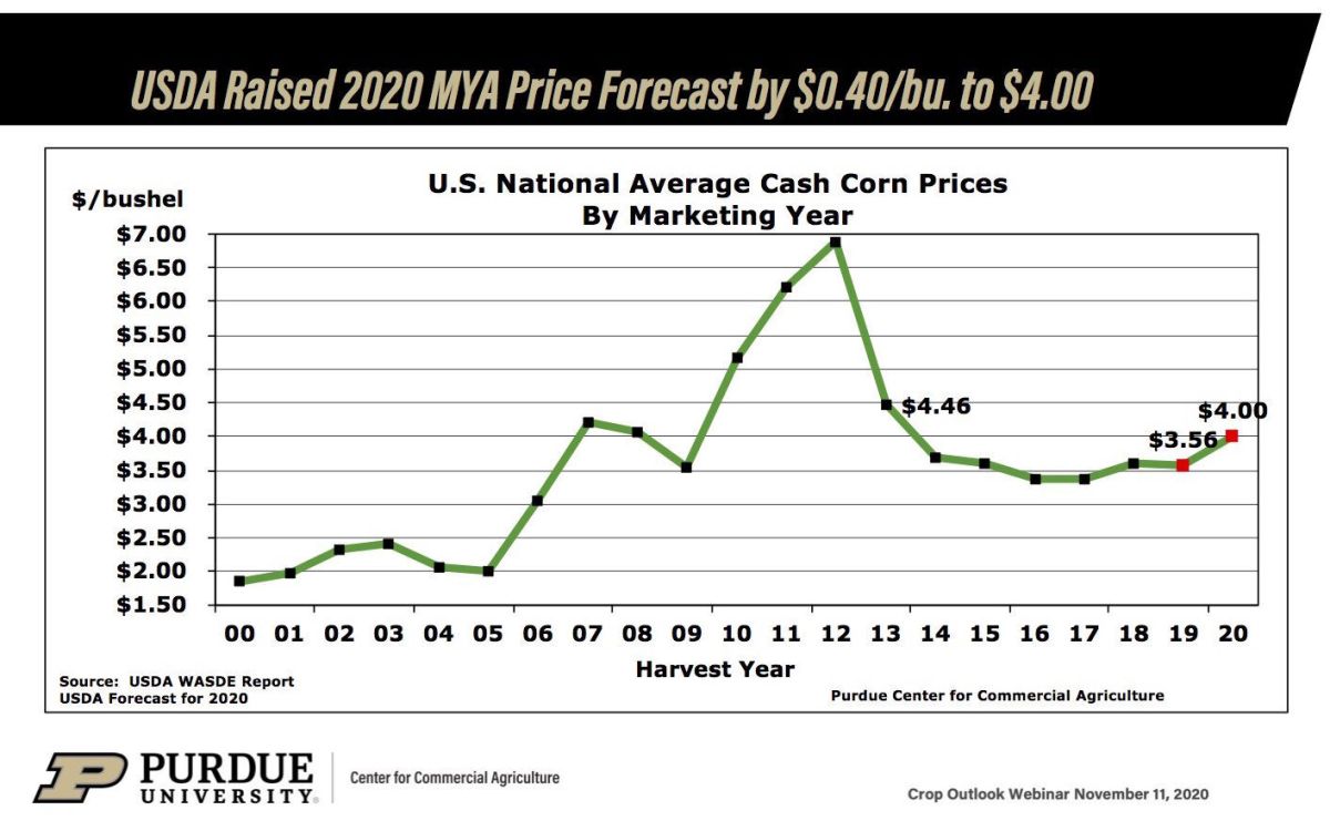Harga jagung basah hari ini 2024