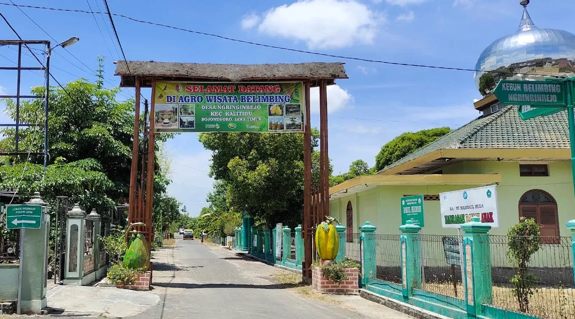 Kebun Belimbing Ngringinrejo: Argowisata Bojonegoro 2 Kebun Belimbing Ngringinrejo