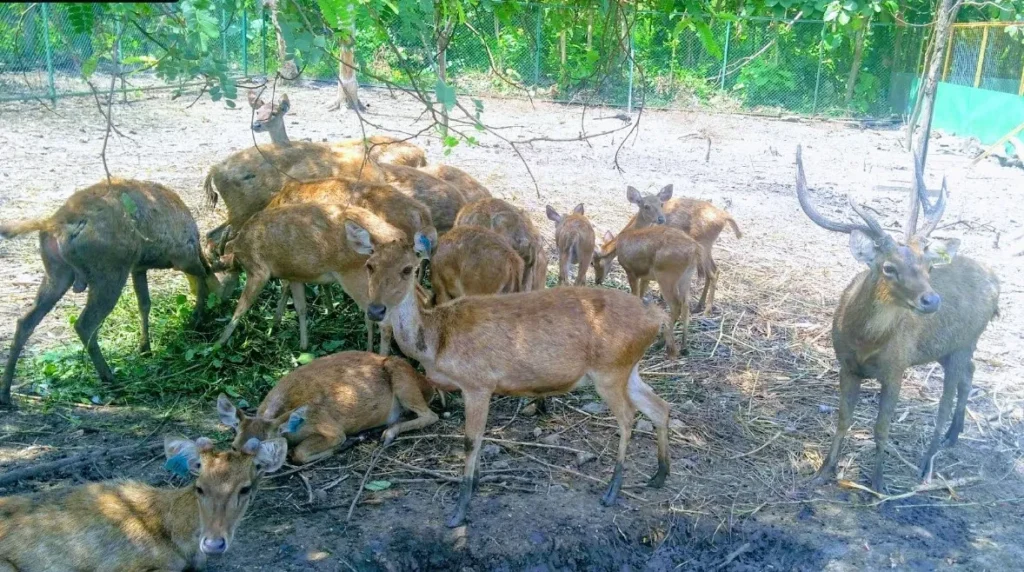 Penangkaran Rusa Malo Bojonegoro